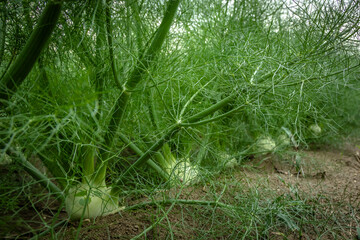 Row of fennel bulbs in natural flowerbed. Annual fennel, Foeniculum vulgare azoricum. - 637605175