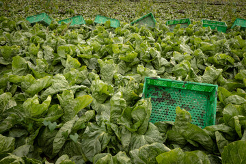 Single Milano lettuce (Sugarloaf cichory) field with crates ready for harvesting - 637605345