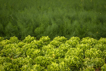 Fennel and endive plants growing in a farm field ready for cutting vitamins A, C, K, and the minerals potassium and magnesium  - obrazy, fototapety, plakaty