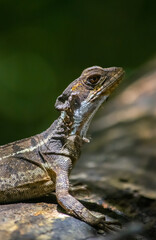 Basilisc christ lizard on a tree
