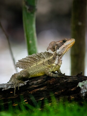 lizard on the tree