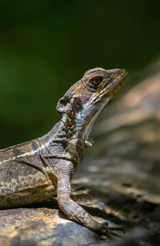 Basilisc christ lizard on a tree