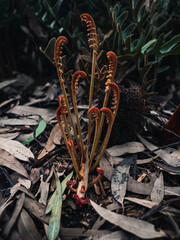 Plants in the garden