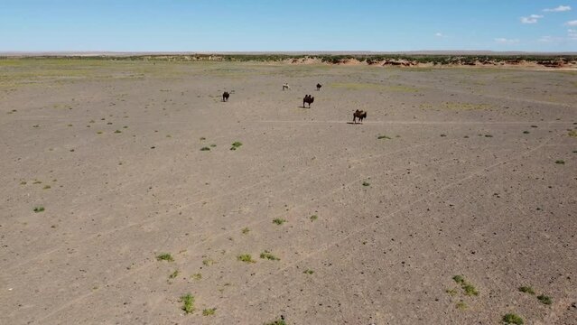 Mongolia Gobi Desert Drone 4K Sky nature bayanzag mountain camel 
