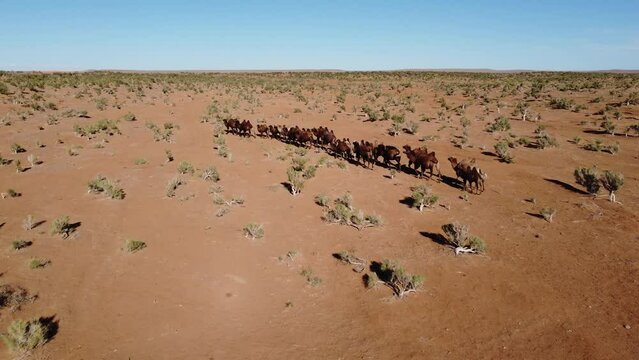 Mongolia Gobi Desert Drone 4K Sky nature bayanzag mountain camel 