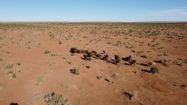 Mongolia Gobi Desert Drone 4K Sky nature bayanzag mountain camel 