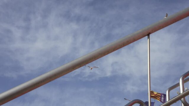 Seagulls flying with free atmosphere against background of blue sky and white clouds