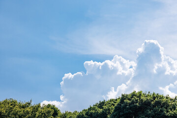 Obraz premium 瑞々しい新緑と青空と雲