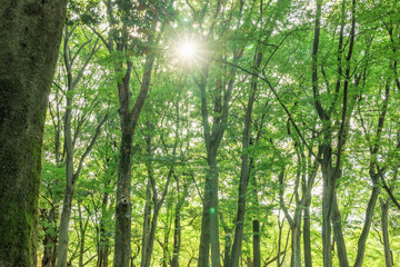 色が綺麗な新緑の木