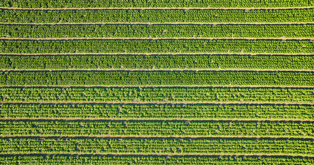 Straight down aerial of strawberry plants in several long horizontal rows