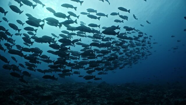 Huge school of fish swim towards camera through dark water at spawning aggregation