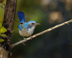 Woodhouse's Scrub Jay