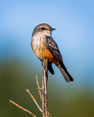 Female Vermillion Flycatcher
