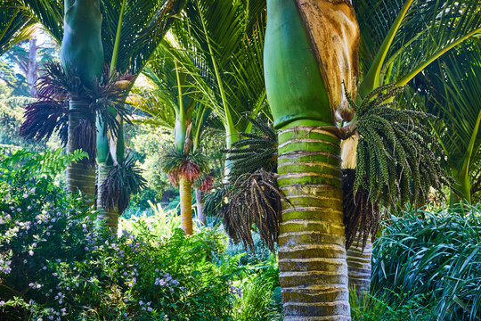 Ribbed trunk of nikau plant in forested area with nearby flowers and grasses
