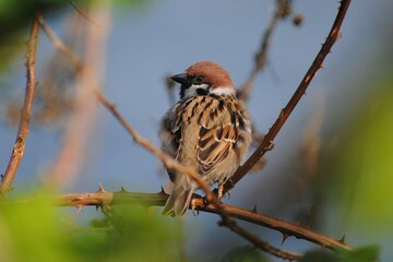 Male Eurasian Tree Sparrow Perching on Branch with Thorns. UK British Small Passerine Bird Europe. Passer montanus. Plant, Tree. Wildlife, Wild, Nature.
