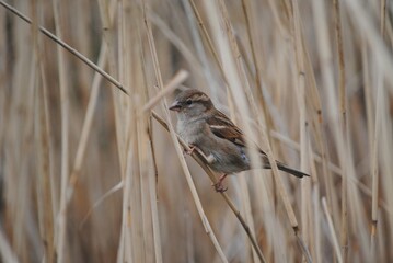 Female House Sparrow Perching on Reeds. UK British Small Passerine Bird Europe. Passer domesticus. Plant, Wildlife, Wild Nature.