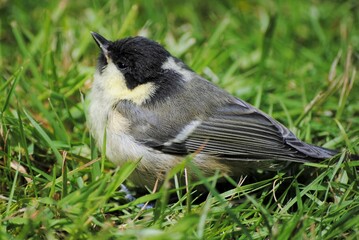 Obraz premium Fledgling Bird Young Juvenile Baby Coal Tit in Grass. UK British Small Passerine Bird Europe. Periparus ater. On Ground, Plant, Wildlife, Wild, Garden, Nature.