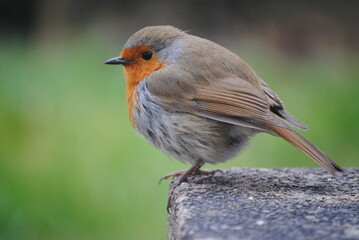 European Robin Red Breast Perched on Stone Brick, Green Grass in Background. UK British Small...