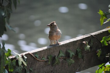 Female Common Chaffinch Perching on Wooden Beam Fence. UK British Small Passerine Bird Europe. Fringilla coelebs. Finch, Ivy, Plant, Wood, Wildlife, Wild Nature, Water Background.