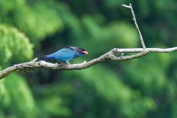 桐の木から飛び出す直前のブッポウソウ