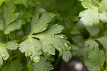 Perejil verde con gotas de agua, huerta