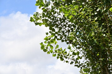 Obraz premium Poplar tree. Salicaceae Dioecious deciduous tree. The autumn leaves and tree shape are beautiful, so it is used for rows of trees and roadside trees. 