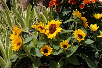 Sunflowers (Helianthus annuus) are large, vibrant flowers known for their striking appearance and ability to track the sun. Jardin des Plantes, Paris.