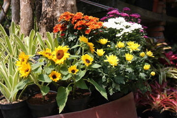 Sunflowers (Helianthus annuus) are large, vibrant flowers known for their striking appearance and ability to track the sun. Jardin des Plantes, Paris.