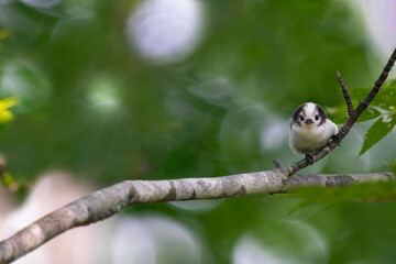 巣立ち直後のシマエナガの幼鳥