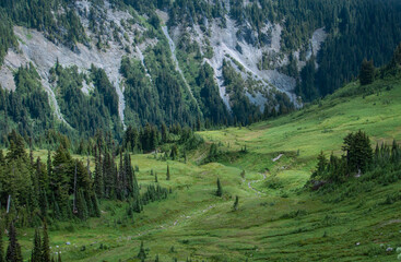 Forest in Mt Rainier National Park