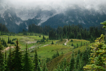 Obraz premium Forest in Mt Rainier National Park on a foggy day