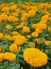 Marigolds flowers in the garden. Blured background