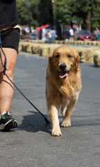 golden retriever dog