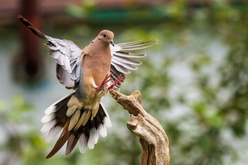 Mourning Dove lighting onto driftwood