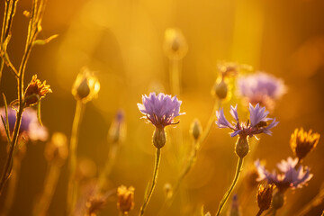 wildflowers cornflowers in golden soft sunset light