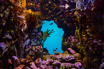 Natural underwater doorway made by rock with fish swimming into open blue waters