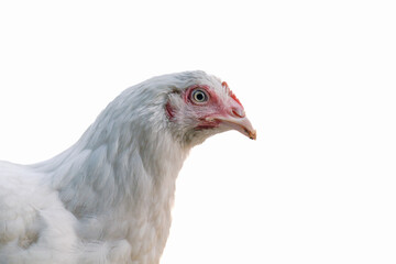 Side view of white Hen chicken head in close up in isolated white background, animal closeup, animal isolated background 