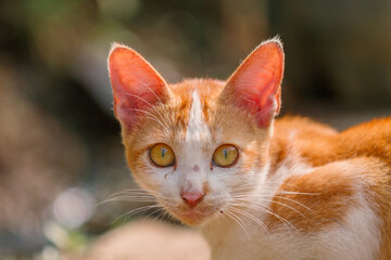 curious orange cat looking at the camera, animal closeup, animal behavior, curious animal