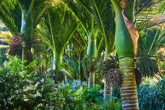 New Zealand tropical trees with nearby flowers and grasses