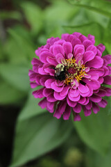 close up of pink zinnia flower with bee