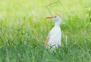 Fototapeta premium Cattle Egret in a Farm Field, Sitting Under a Shady Tree in Spring, Florida. 