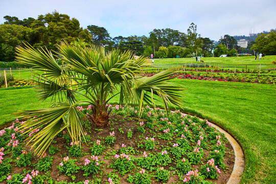 Pink flowers in a circle with brahea plant growing at center and park in background