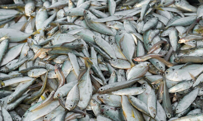 Fresh fish has just been caught ashore.  Sea fish, seafood fishing.