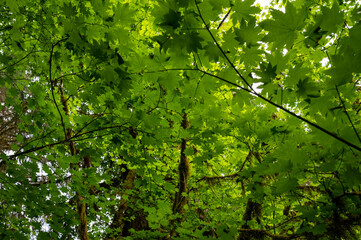 Backlit tree leaf canopy in Hall of Mosses Trail in Hoh National Rainforest in Olympic National Park, Washington.