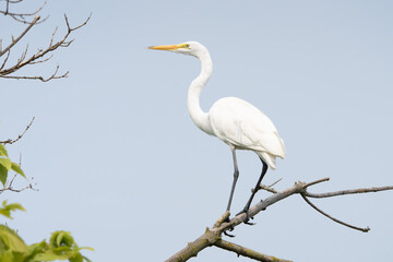 Great Egret lakeside in the summer sun, Fishers, Indiana.