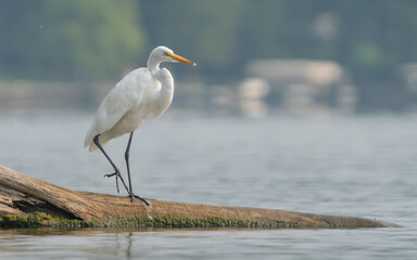 Great Egret lakeside in the summer sun, Fishers, Indiana.