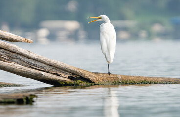Imposing Great White Egret standing on log by lakeside in Fishers, Indiana, Summer 2023. Selective focus used to draw attention to features of the egret.