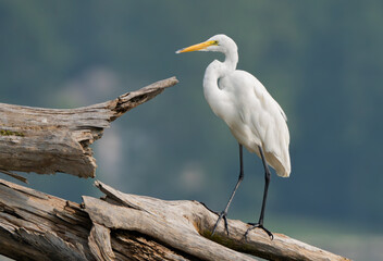 Imposing Great White Egret standing on log by lakeside in Fishers, Indiana, Summer 2023. Selective focus used to draw attention to features of the egret.