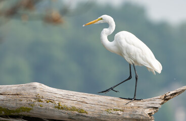 Imposing Great White Egret standing on log by lakeside in Fishers, Indiana, Summer 2023. Selective focus used to draw attention to features of the egret.