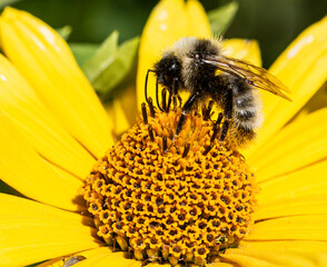 cute bumblebee on yellow flower